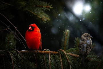 Beautiful cardinal