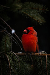 Beautiful cardinal