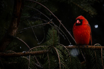 Beautiful cardinal