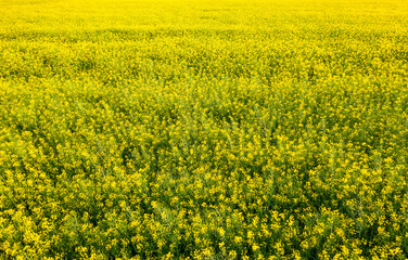 background with rapeseed blooming field