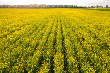 Aerial view of rapeseed blooming field