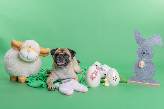 S&uuml;sser Mops mit Osterdeko