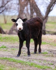 Young Black Baldy Calf in a Pasture in South Central Oklahoma