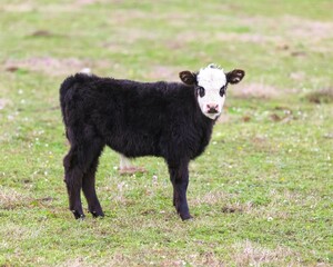 Young Black Baldy Calf in a Pasture in South Central Oklahoma
