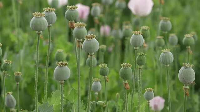 Poppy flowers in agricultural field in slow motion.