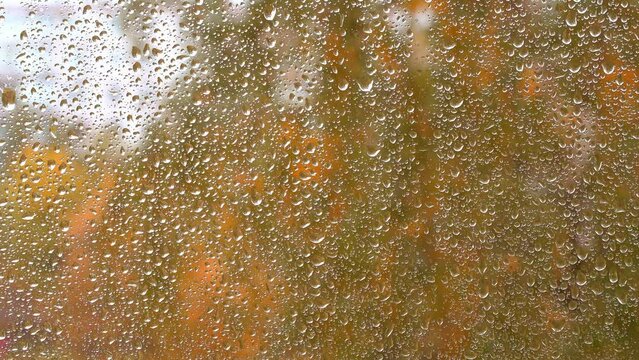 Raindrops dripping down the glass. Autumn colors and the view outside the window. It's raining. Close-up. No shaking.