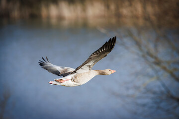 a close up of a flying greylag goose in spring
