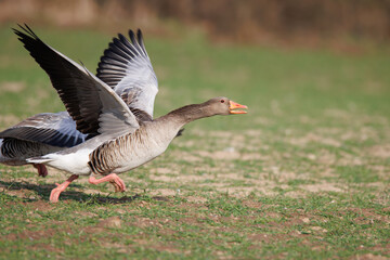 a close up of a flying greylag goose in spring
