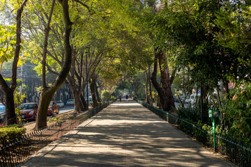 Tree lined street with dappled light in Condesa, Mexico City.