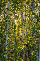 Young birches in the center of Russia at sunset