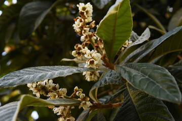 Beautiful Blossom of evergreen subtropical Japanese musmula, at Greek park. Loquat, white cluster of blooms on blurred leaves background with many shades of green. 
