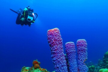Scuba diver and pink sponge in deep ocean. Diver with underwater camera and light exploring deep coral reef. Scuba diving in the blue ocean with colorful marine life.