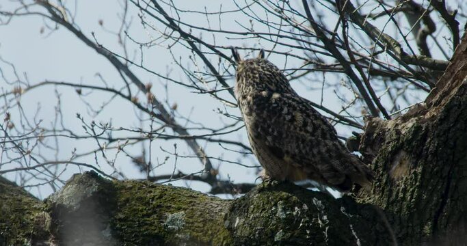 Flaco The New York City Eurasian Eagle-Owl Turning Head 180 Degrees And Looking Out Toward Camera In Central Park