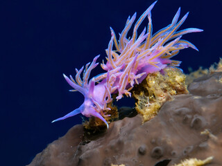 Nudibranch Flabellina affinis on a brown sea sponge