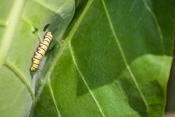 Monarch caterpillar feeding on milkweed. 