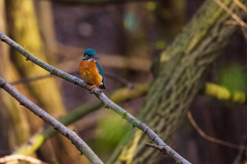 Eisvogel