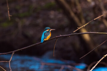 Eisvogel
