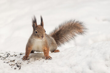 Naklejka na ściany i meble Forest wild fluffy squirrel in a snowy park in an alert pose.