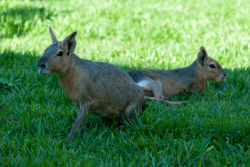 Naklejka na ściany i meble squirrels hares on the grass