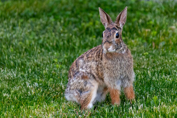adorable bunny rabbit sitting on green grass  Spring time concept, Easter concept