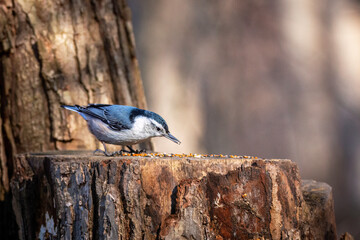 White-breasted Nuthatch bird enjoying seeds on a tree stump