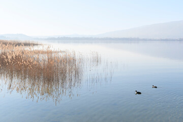 Acquatic birds on Pusiano lake - 582571708