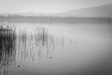 Monochromatic reeds on the Pusiano lake - 582571715