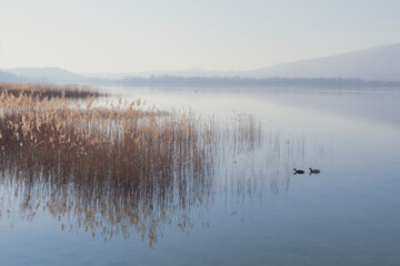 Acquatic birds on Pusiano lake - 582571721