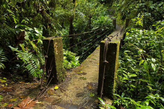 Footbridge on the hiking track Santuario de Cascadas at the waterfall Cascada Ondinas in Minjoy Park in Mindo, Ecuador, South America
