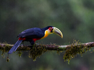 Red-breasted Toucan portrait on  mossy stick on rainy day against dark background