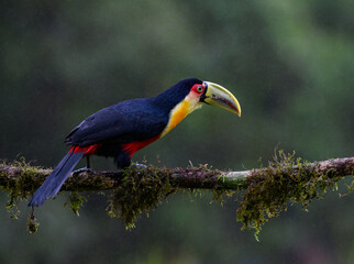 Red-breasted Toucan portrait on  mossy stick on rainy day against dark background