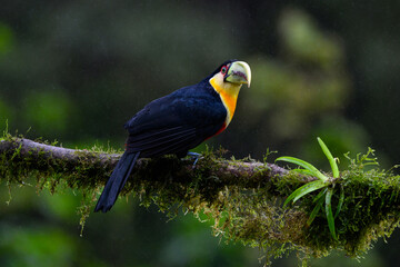 Red-breasted Toucan portrait on  mossy stick on rainy day against dark background