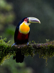Red-breasted Toucan portrait on  mossy stick on rainy day against dark background