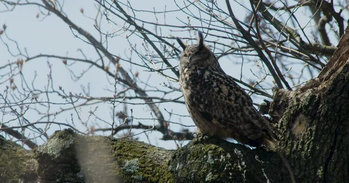 Flaco The New York City Eurasian Eagle-Owl Extending Neck While Sitting On A Branch And Looking Into The Distance In Central Park