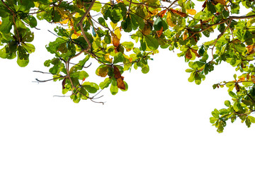 Leafs isolated on white background.