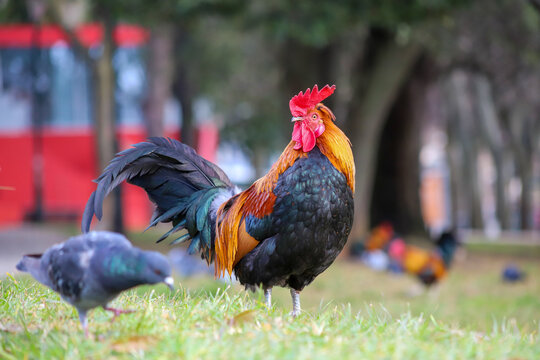 Rooster in a small park Jardim Braamcamp Freire, Lisbon, Portugal
