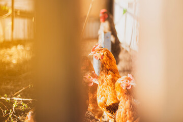 chicken close-up behind a fence, front and back background blurred with bokeh effect