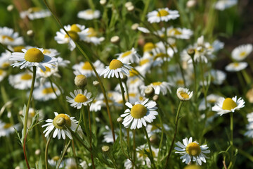 Camomile herb pictures showcase the dainty and charming flowers of the Matricaria chamomilla plant. 