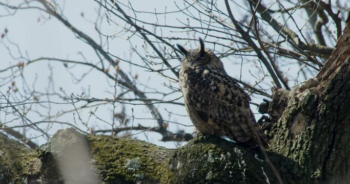 Flaco The New York City Eurasian Eagle-Owl Closes Eyes On A Branch In The Daytime In Central Park