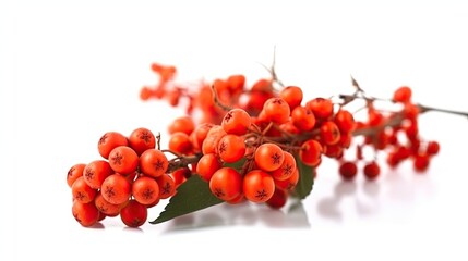 Rowanberry fruit isolated on white background created with generative AI technology