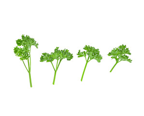 Parsley on  transparent png