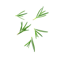 fresh rosemary isolated on  transparent png
