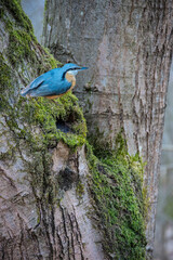 Eurasian nuthatch, Sitta europaea. A bird climbs the trunk of a tree in search of food