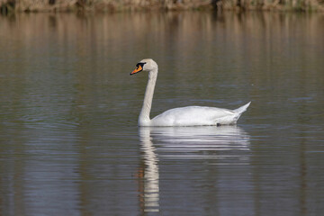 white swan swimming in a lake