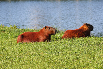 capybaras resting near the lake