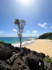 Fototapeta na wymiar lonely tree on the rock near the beach on a sunny day