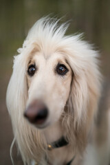 afghan hound portrait