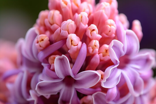 Hyacinth pictures showcase the fragrant and beautiful flowers of the Hyacinthus genus, typically featuring shades of pink, purple.