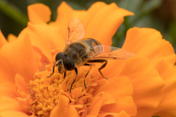 Eristalis tenax, the common drone fly, is a common, migratory, cosmopolitan species of hover...