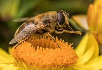 Eristalis tenax, the common drone fly, is a common, migratory, cosmopolitan species of hover fly.
